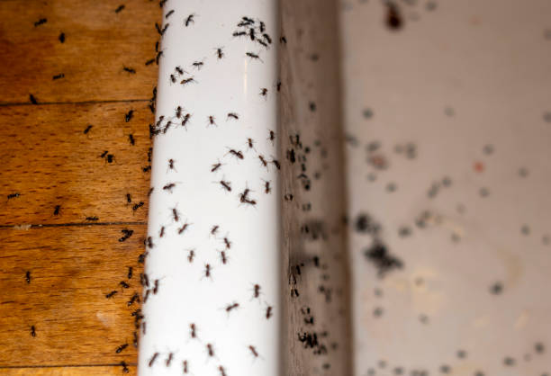 Best Pest Control for Businesses  in Rensselaer, IN