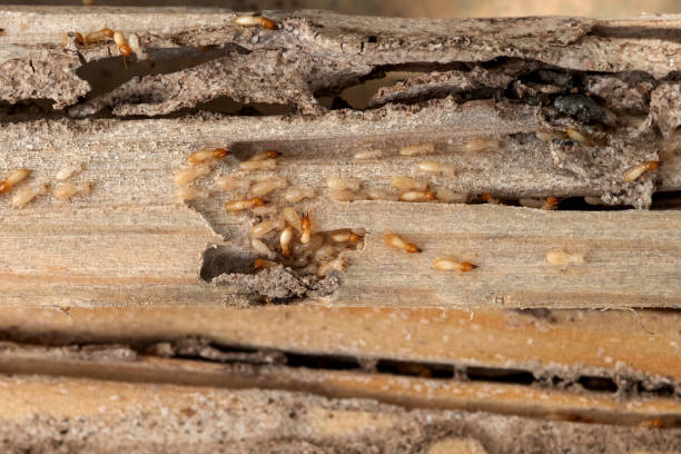 Best Wasp Removal Services  in Rensselaer, IN