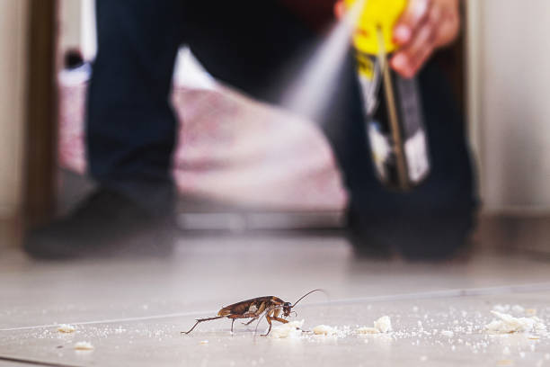 Best Local Pest Control Services  in Rensselaer, IN